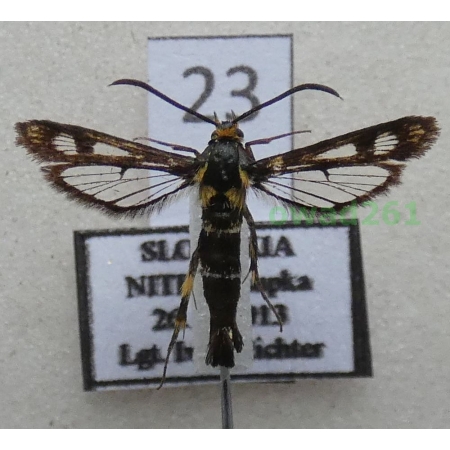 Chamaesphecia empiformis (Esper, 1783) Slovakia23